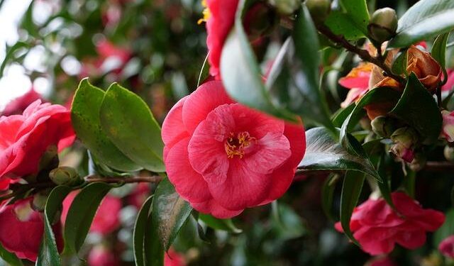 Funchal 2026: Israel, Netherlands, and Italy Triumph to Advance in European Championships!