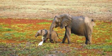 Unveiling Zambia’s Carbon Footprint: A Deep Dive into CO₂ and Greenhouse Gas Emissions