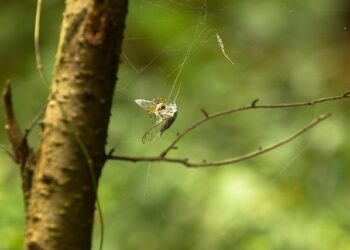 Justice on Trial: The Death Penalty Case Exposing Tunisia’s Battle for Rule of Law and Judicial Independence