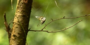 Justice on Trial: The Death Penalty Case Exposing Tunisia’s Battle for Rule of Law and Judicial Independence