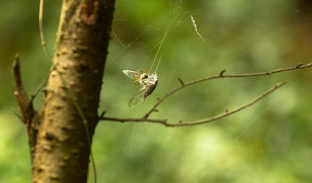 Justice on Trial: The Death Penalty Case Exposing Tunisia’s Battle for Rule of Law and Judicial Independence