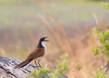 Senegal’s Stunning 1-0 Victory: A Deep Dive into the Thrilling Showdown Against Egypt!