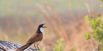 Senegal’s Stunning 1-0 Victory: A Deep Dive into the Thrilling Showdown Against Egypt!