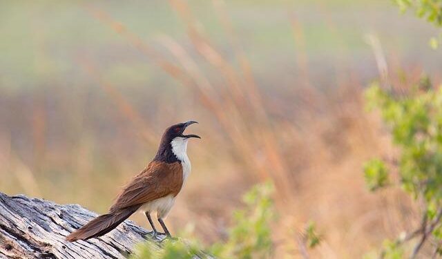 Senegal’s Stunning 1-0 Victory: A Deep Dive into the Thrilling Showdown Against Egypt!