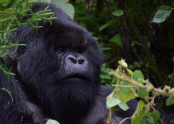 From Rwanda to Montreal: A Transformative Journey at Cedar Lake