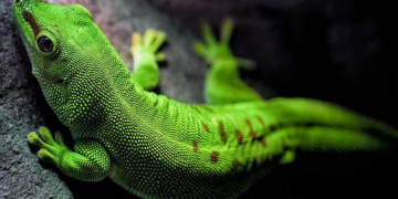 Madagascar in Turmoil: Citizens Rise Up Against Government Crisis