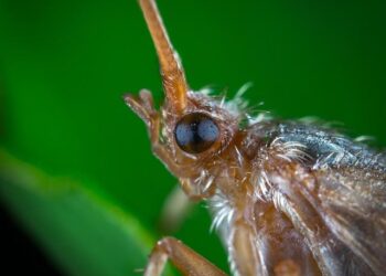 MOL Partners with Libya’s National Oil Corporation to Fuel Future Growth