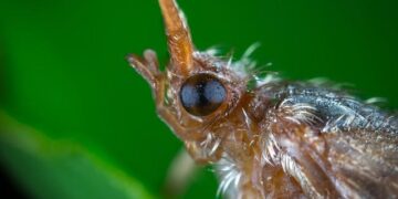 MOL Partners with Libya’s National Oil Corporation to Fuel Future Growth