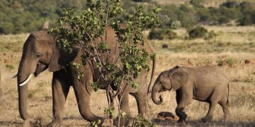 Battle for the Throne: Ex-First Lady, Tycoon, and a Resilient Leader Clash in Ivory Coast