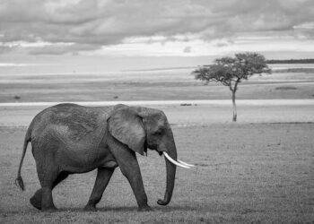 Earth’s Great Divide: Witness the Birth of a New Ocean as Africa Splits Apart!