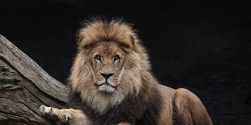 Pedal Through Paradise: Discover Botswana’s Wildlife on Two Wheels!