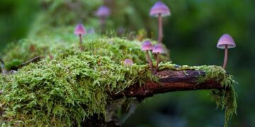 Savor the Irresistible Taste of Funge: Angola’s Culinary Gem!