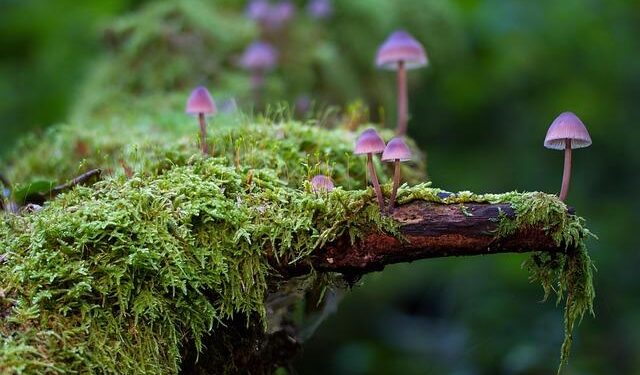 Savor the Irresistible Taste of Funge: Angola’s Culinary Gem!