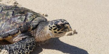 Unlocking Potential: Thrilling Opportunities Await for Fiji, Kiribati, Samoa, Solomon Islands, Tonga, and Vanuatu!