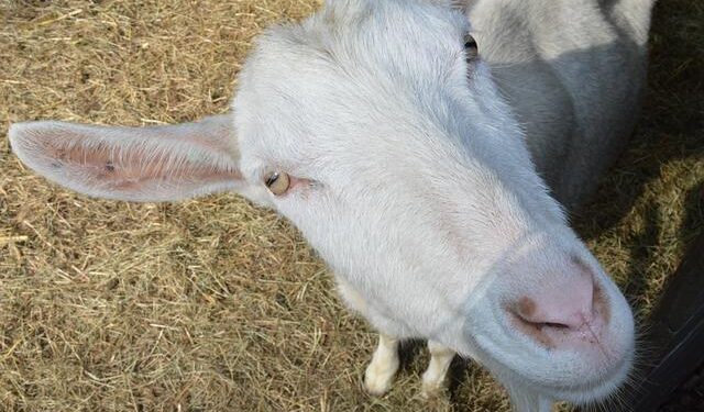 Unleashing Ziga Sesko: The Slovenian Star Making Waves in Australia and Joining the Rafa Nadal Academy!