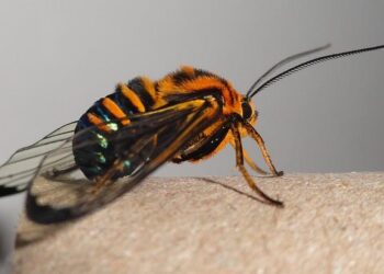 Live Nation’s Bold Move: $106 Million ForumNet Acquisition Promises to Transform Italy’s Entertainment Scene!