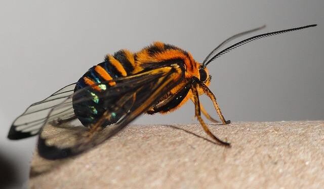 Live Nation’s Bold Move: $106 Million ForumNet Acquisition Promises to Transform Italy’s Entertainment Scene!