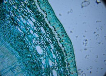 High-Stakes Capture: Tanzanian Drug Lord Brought Down in Daring Zambia Operation!