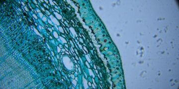 High-Stakes Capture: Tanzanian Drug Lord Brought Down in Daring Zambia Operation!