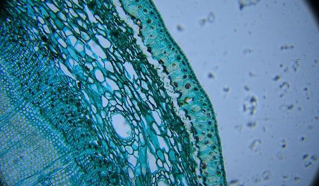 High-Stakes Capture: Tanzanian Drug Lord Brought Down in Daring Zambia Operation!