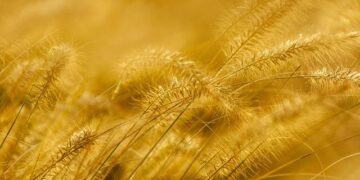 Unearthing Secrets: Inside Eswatini’s Hidden Gold Mining Underworld