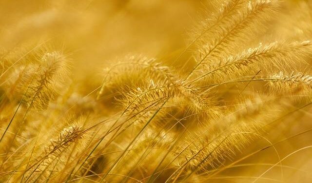 Unearthing Secrets: Inside Eswatini’s Hidden Gold Mining Underworld