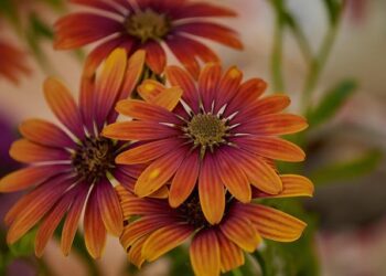 Mpox Outbreak in Sierra Leone: A Growing Crisis Raises Urgent Concerns