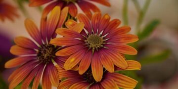 Mpox Outbreak in Sierra Leone: A Growing Crisis Raises Urgent Concerns