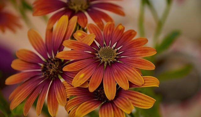 Mpox Outbreak in Sierra Leone: A Growing Crisis Raises Urgent Concerns