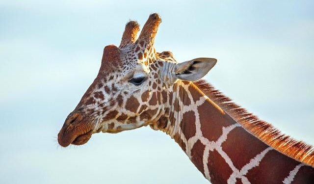 Kenya’s Bold Move: Authorities Capture Flagless Ship Brimming with a Tonne of Crystal Meth!
