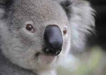 Unlocking Potential: A Dynamic Outlook for the Australia and Oceania Powder Coatings Market by 2035