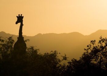 Seven Crucial Peace and Security Goals for Africa by 2026