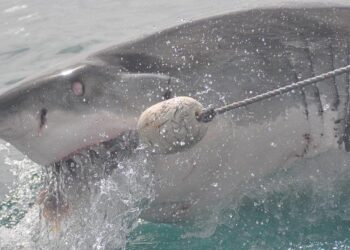 October Surge: Uncovering the Secrets Behind Hawaii’s Shark Attacks