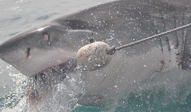 October Surge: Uncovering the Secrets Behind Hawaii’s Shark Attacks