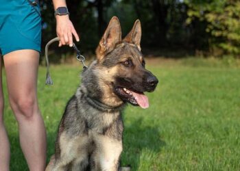 Unbelievable Dog Trainer Wows Judges and Audience on Romania’s Got Talent!