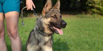 Unbelievable Dog Trainer Wows Judges and Audience on Romania’s Got Talent!