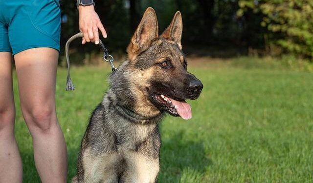 Unbelievable Dog Trainer Wows Judges and Audience on Romania’s Got Talent!