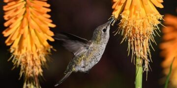 From Silver Dreams to Golden Glory: Anna Odine Stroem’s Remarkable Olympic Ski Jumping Triumph!
