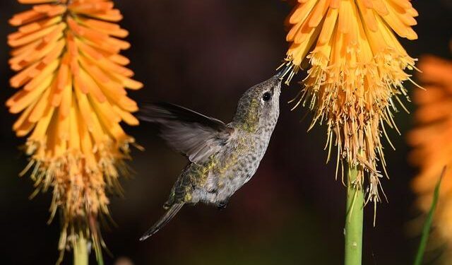 From Silver Dreams to Golden Glory: Anna Odine Stroem’s Remarkable Olympic Ski Jumping Triumph!