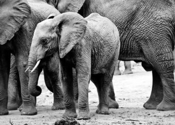 Ivory Coast Boosts Border Security in Response to Rising Influx of Malian Refugees