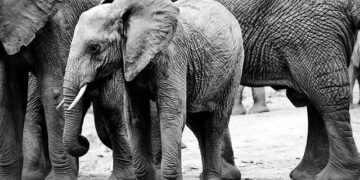 Ivory Coast Boosts Border Security in Response to Rising Influx of Malian Refugees