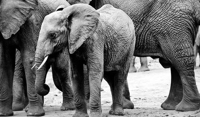 Ivory Coast Boosts Border Security in Response to Rising Influx of Malian Refugees