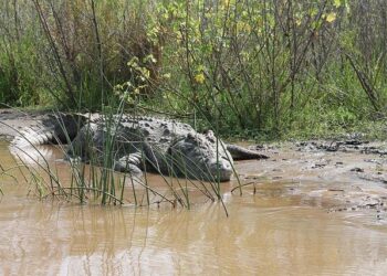 On the Edge of Conflict: Ethiopia and Eritrea’s Rising Tensions Amid Tigray Crisis