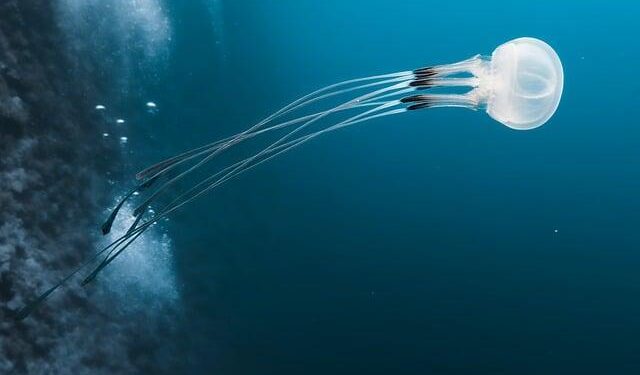 Egypt’s ICID Faces 25% Decline in Standalone Net Profits for 2025