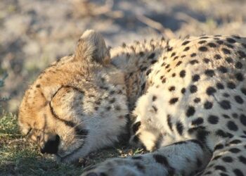 Reviving the Spark: Botswana’s Bold Move to Transform Mining Exploration in a Shifting Diamond Market