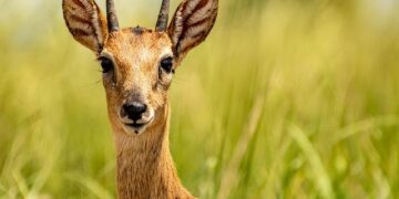 Uganda’s Bold Vision: Transforming Energy and Infrastructure by 2026!