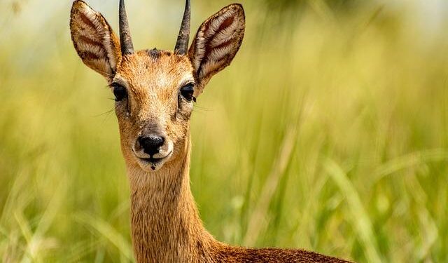 Uganda’s Bold Vision: Transforming Energy and Infrastructure by 2026!