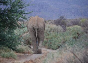 South African Gold Miner Hit Hard by Ghana’s Tougher Resource Regulations