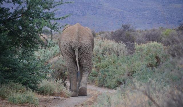 South African Gold Miner Hit Hard by Ghana’s Tougher Resource Regulations