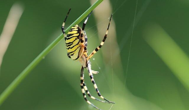 Is a Steelers Reunion on the Horizon for All-Pro Safety Minkah Fitzpatrick?